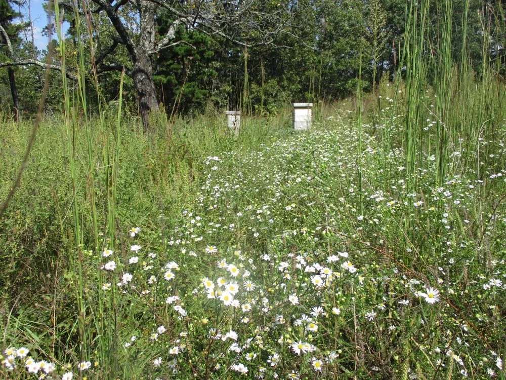 White Heath Asters are a wonderful source of fall pollen for bees, even in drought.