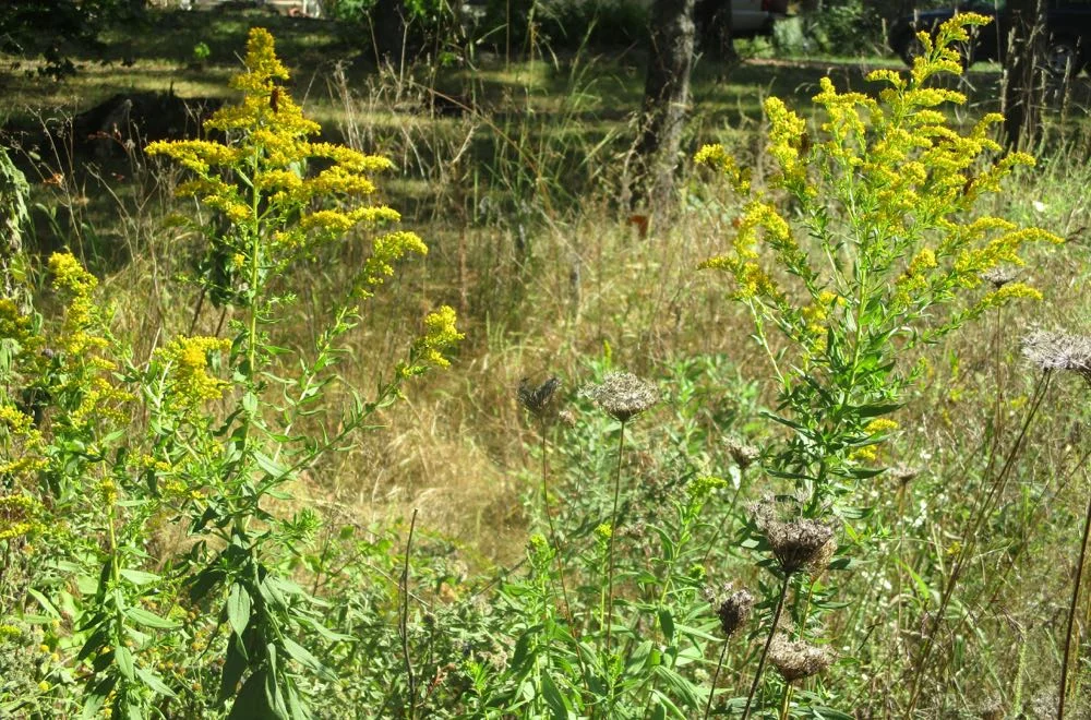 Early Goldenrod is one of 22 Goldenrod species blooming in Missouri June-November.