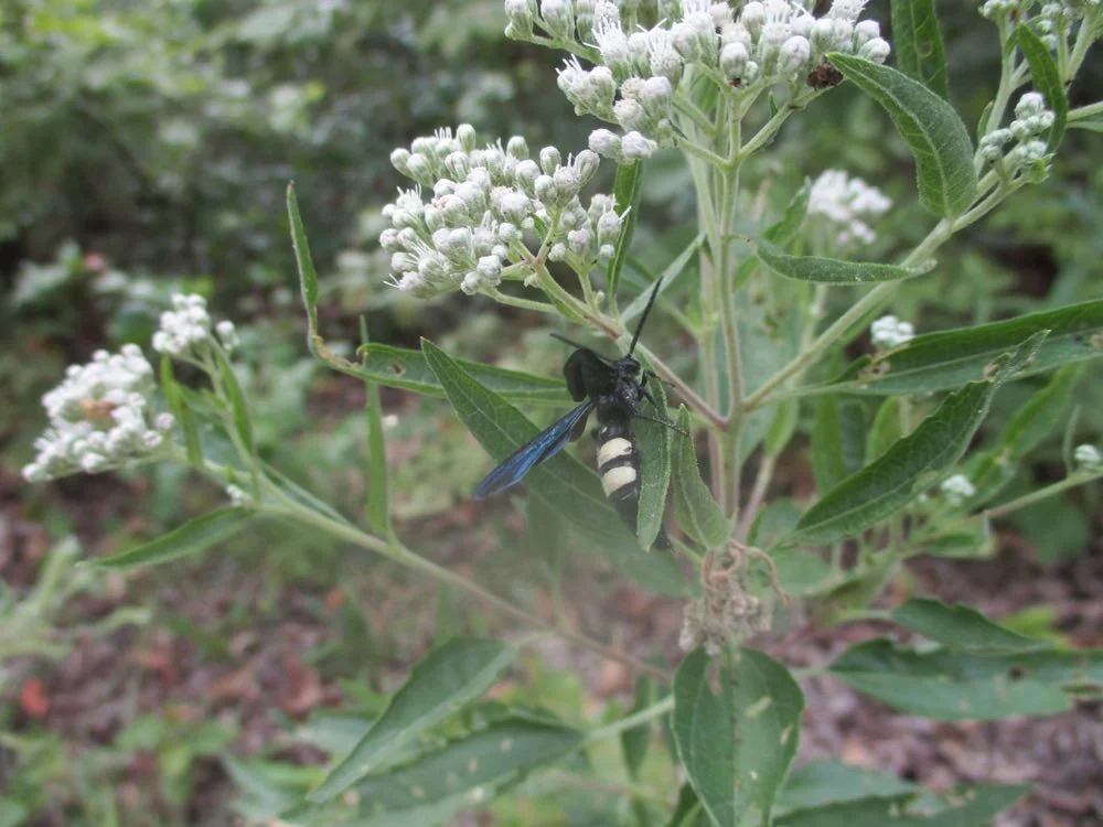 Another fall-blooming white perennial wildlfower that provides pollen is Common boneset.