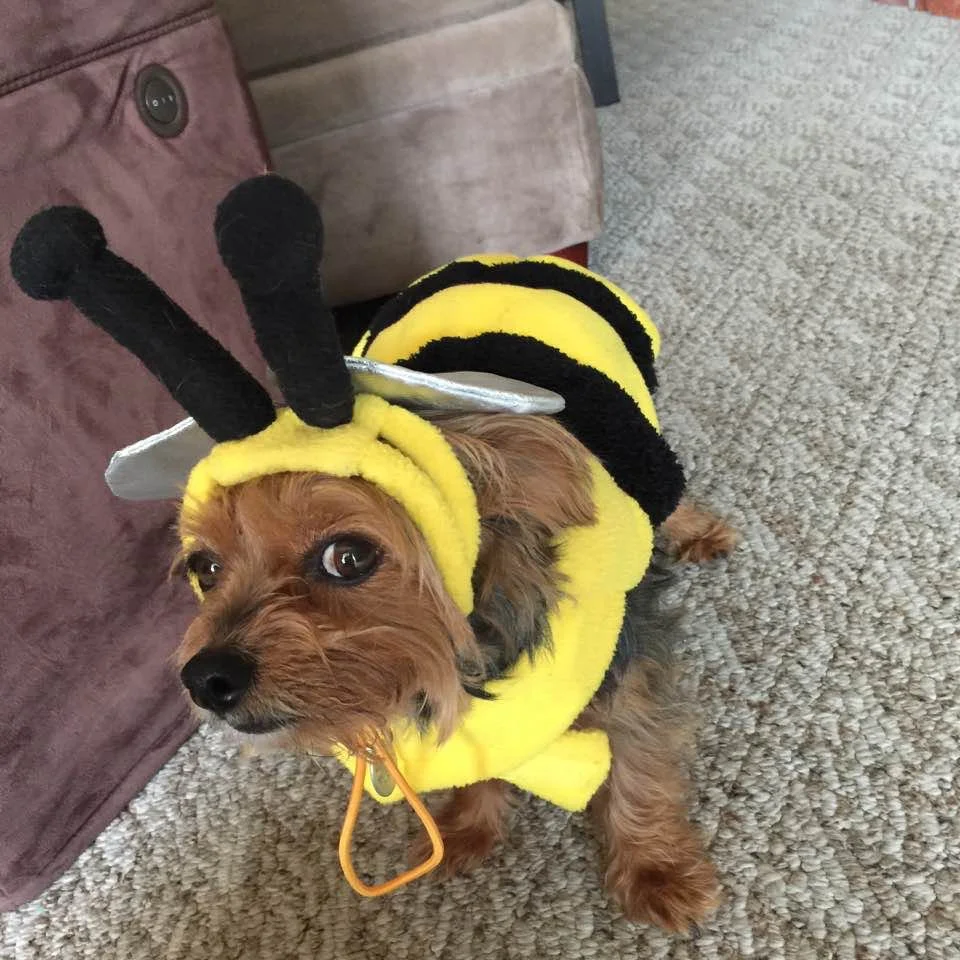 Freddie Honeybee is the pet of a friend now living in Florida. They have bees, too!