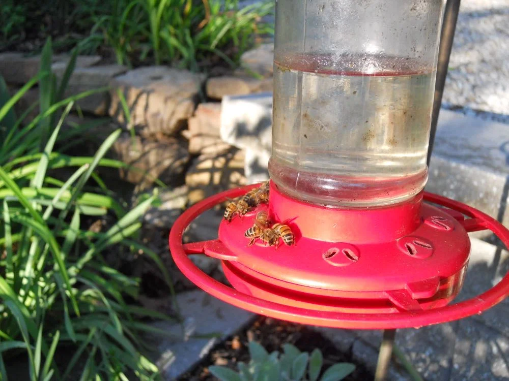 Bees will follow sweet drinks, here raiding a hummingbird feeder in my garden.