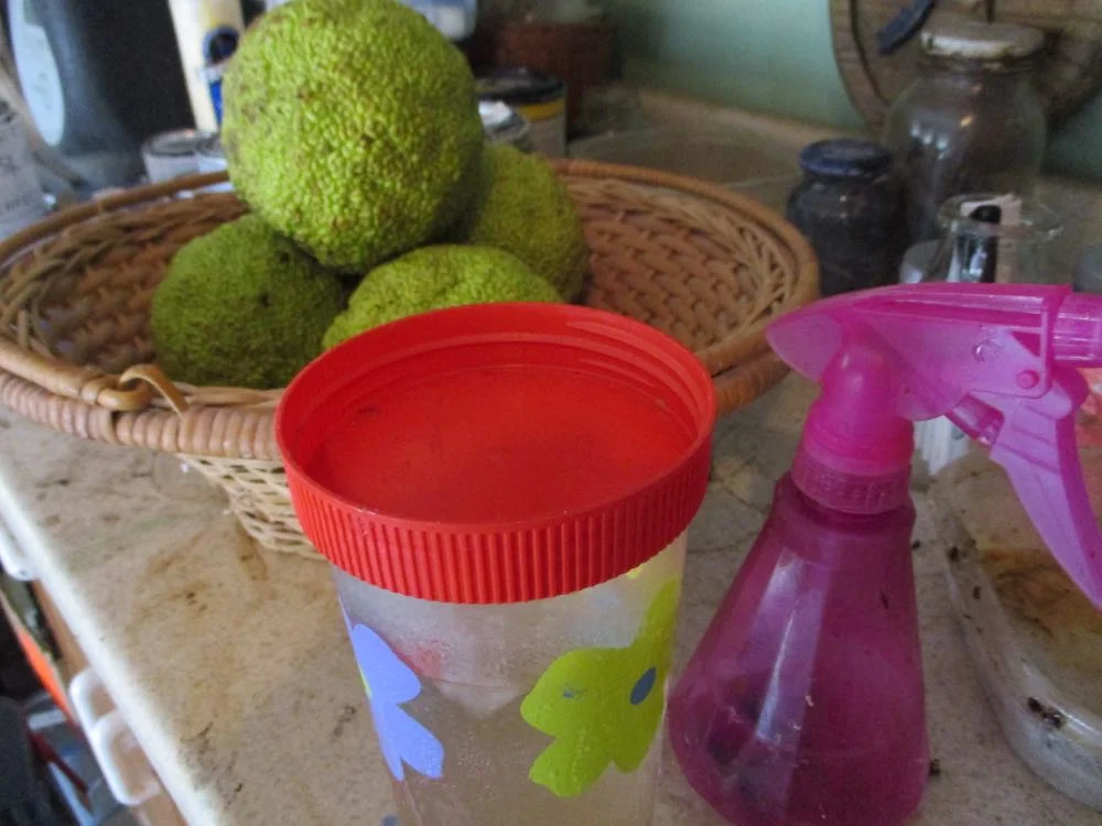 When I have something I want to save, like earrings or plant seeds, I turn the jar lid over.