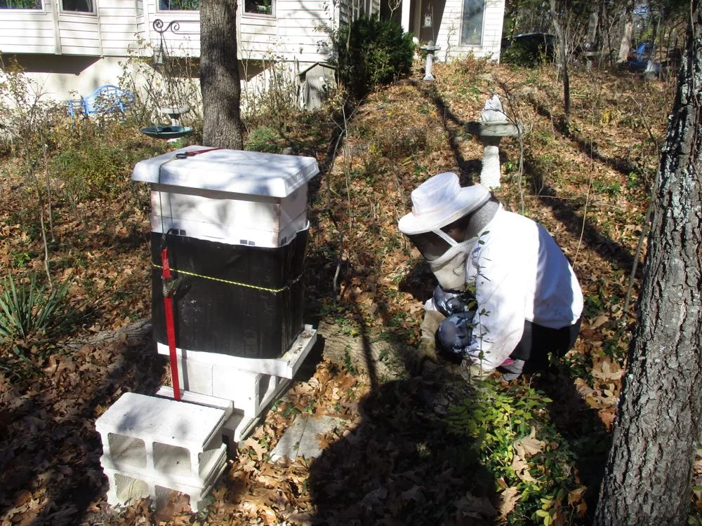 My niece Rachel suited up to visit my apiary and see the orange pollen the bees were bringing in.