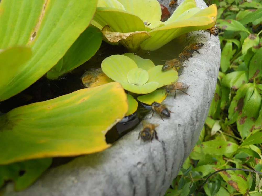 Keep water lettuce out of rivers and other running water areas, it can be invasive.