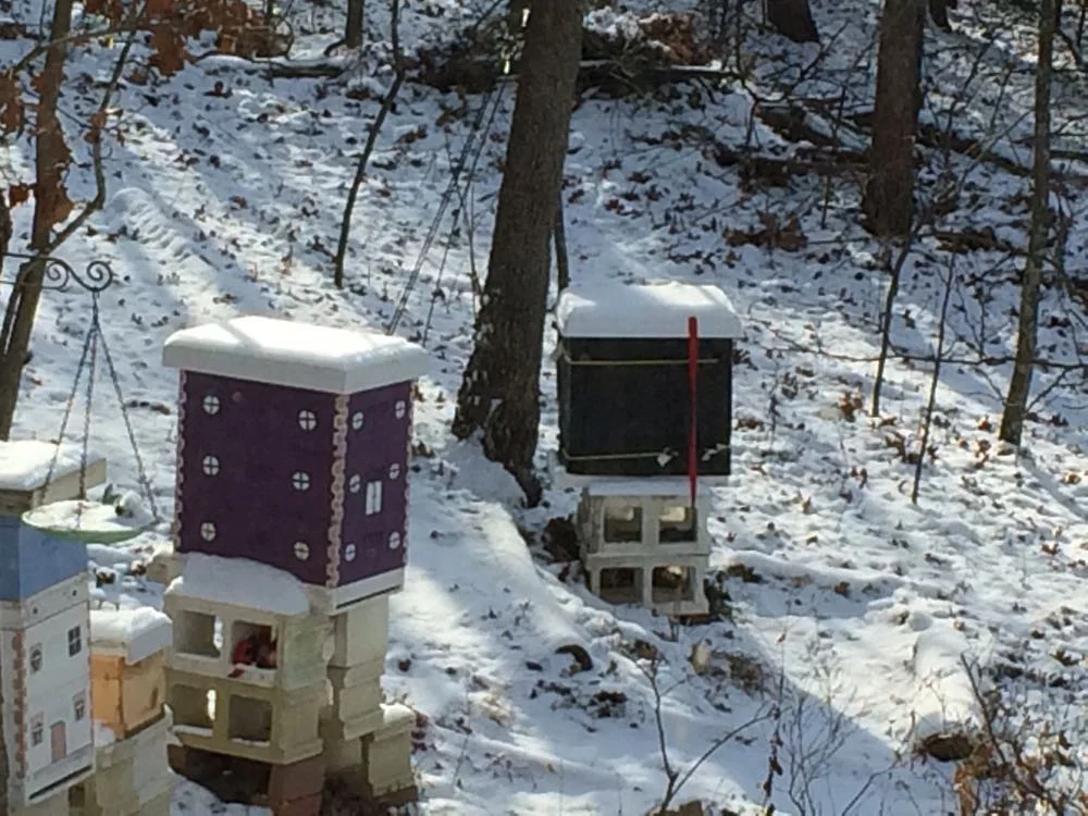 My hives today are colorful and wrapped in black insulated material to still provide a wind break.