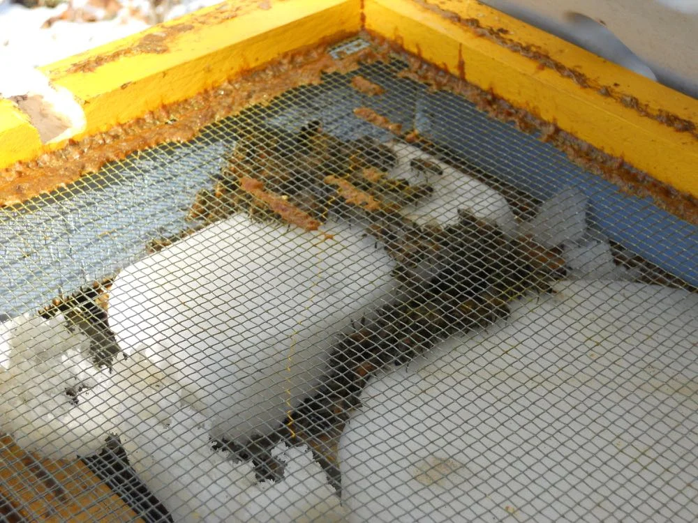 Some of my honeybees snacking on the sugar cakes at Christmas this year.