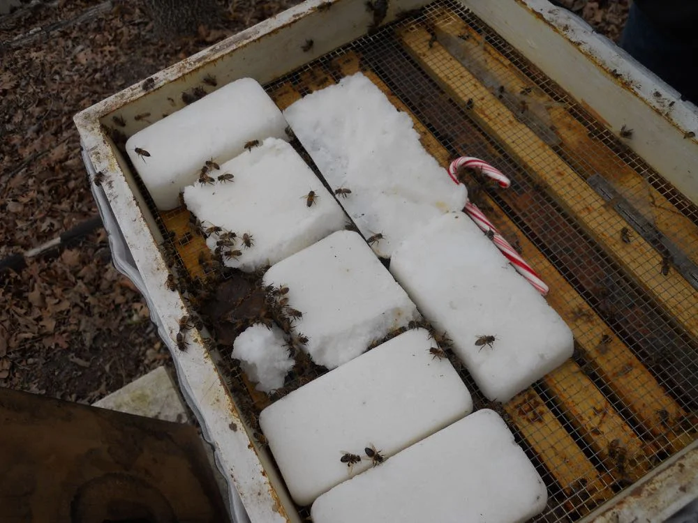 Sugar cakes not only feed but help absorb moisture out of the hive during winter.