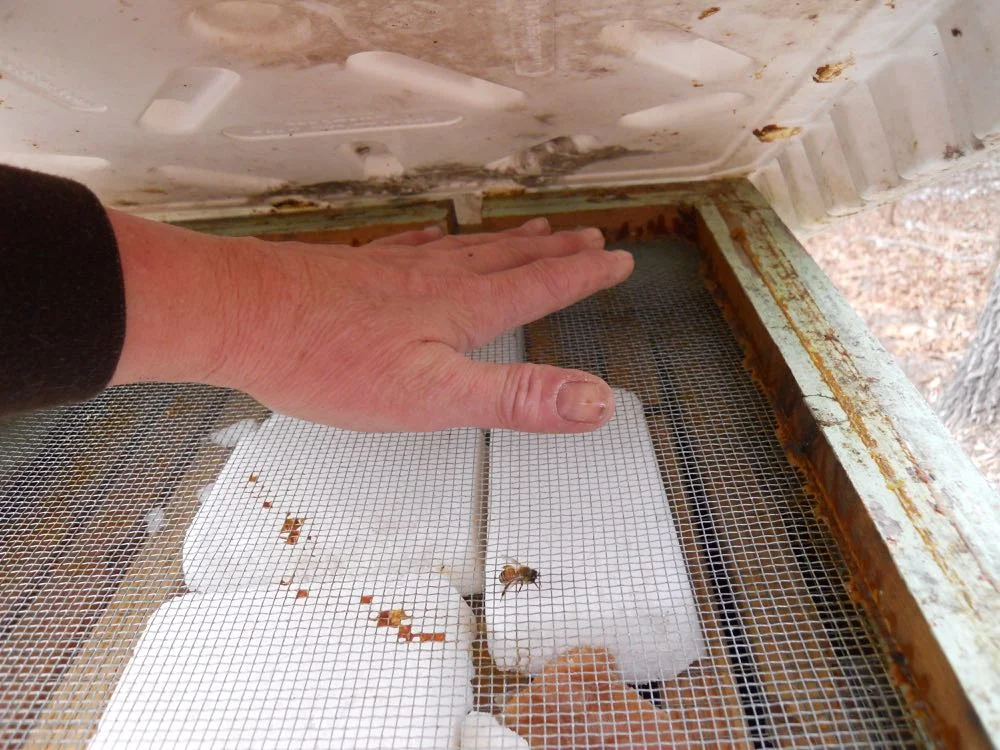 The honeybee cluster can generate a lot of heat that's easy to find with your hand.