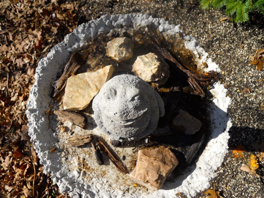 My repurposed old bird bath from the birds eye view looking down on the concrete frog.