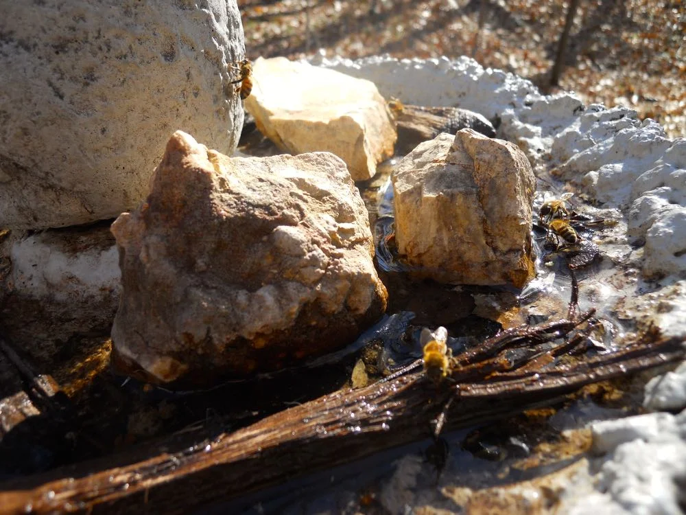 Some of my honeybees taking a drink safely from old sticks in the repurposed bird bath.