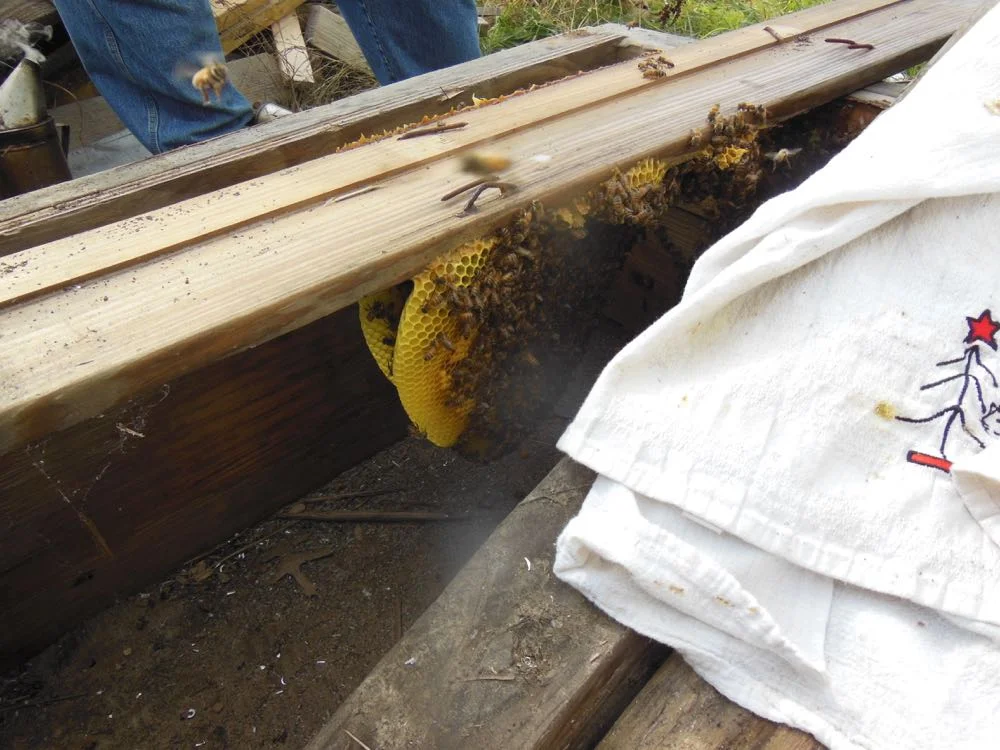 Honey bees built their wax comb on the bottom of the wood in the pile.