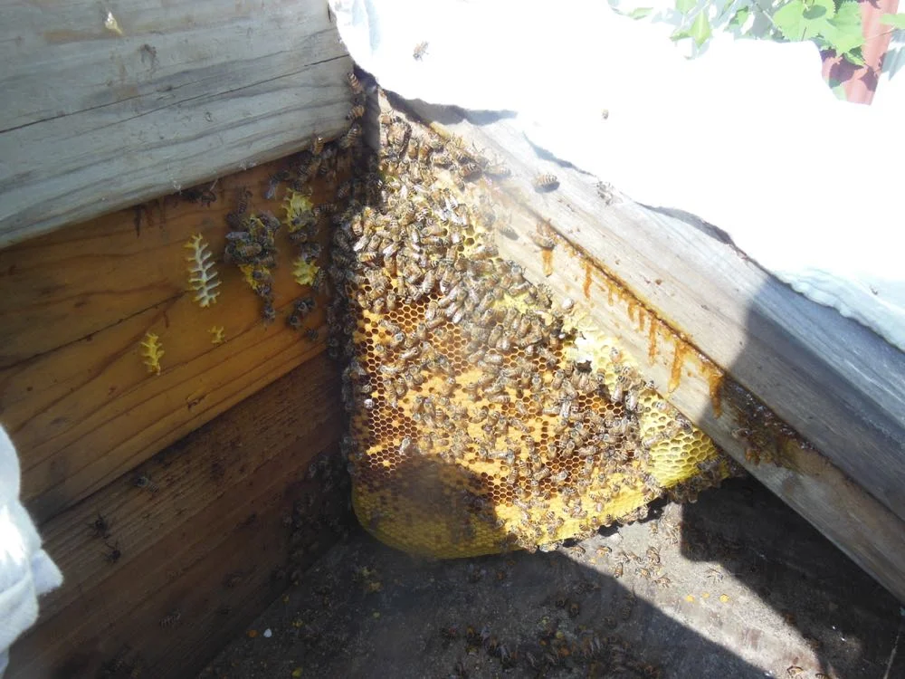 Bees in wood pile corner comb.jpg