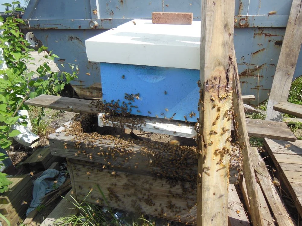 After a few minutes, bees start going into the hive after the queen's welcoming pheromone.