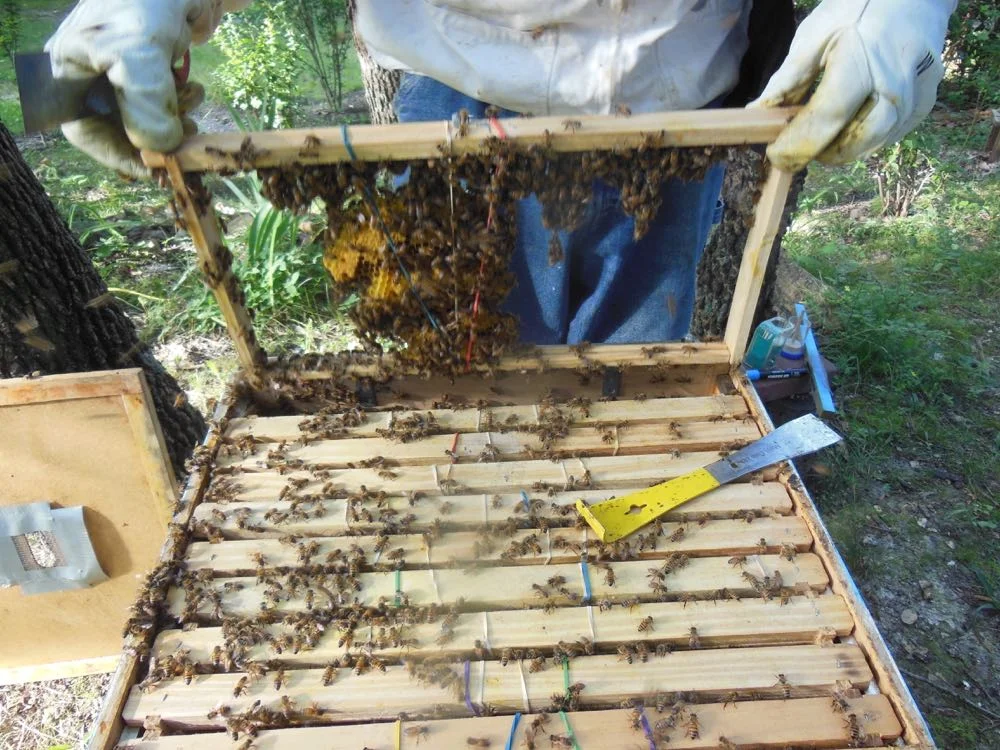 David pulls out the rubber-banded frames to see if the bees are building wax to attach comb.