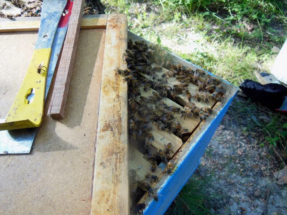 Bees in woodpile in new home hive corner.jpg