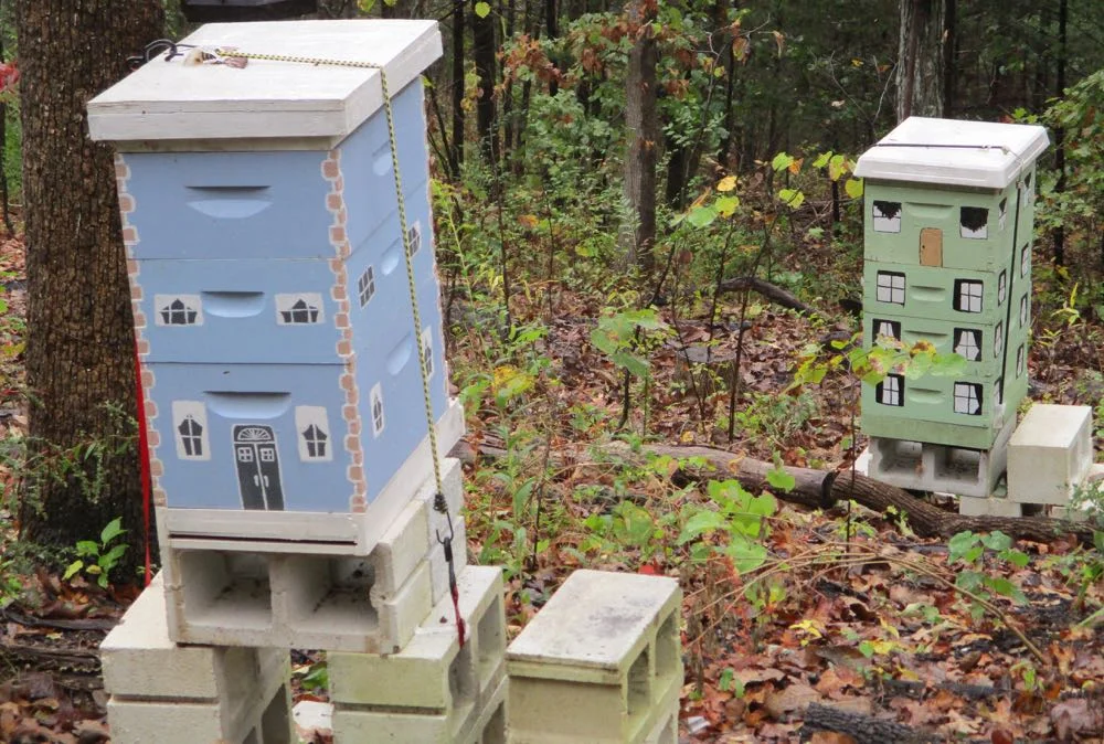 My 8-frame blue hive and my first grey, now repainted green 10-frame hive in my garden.