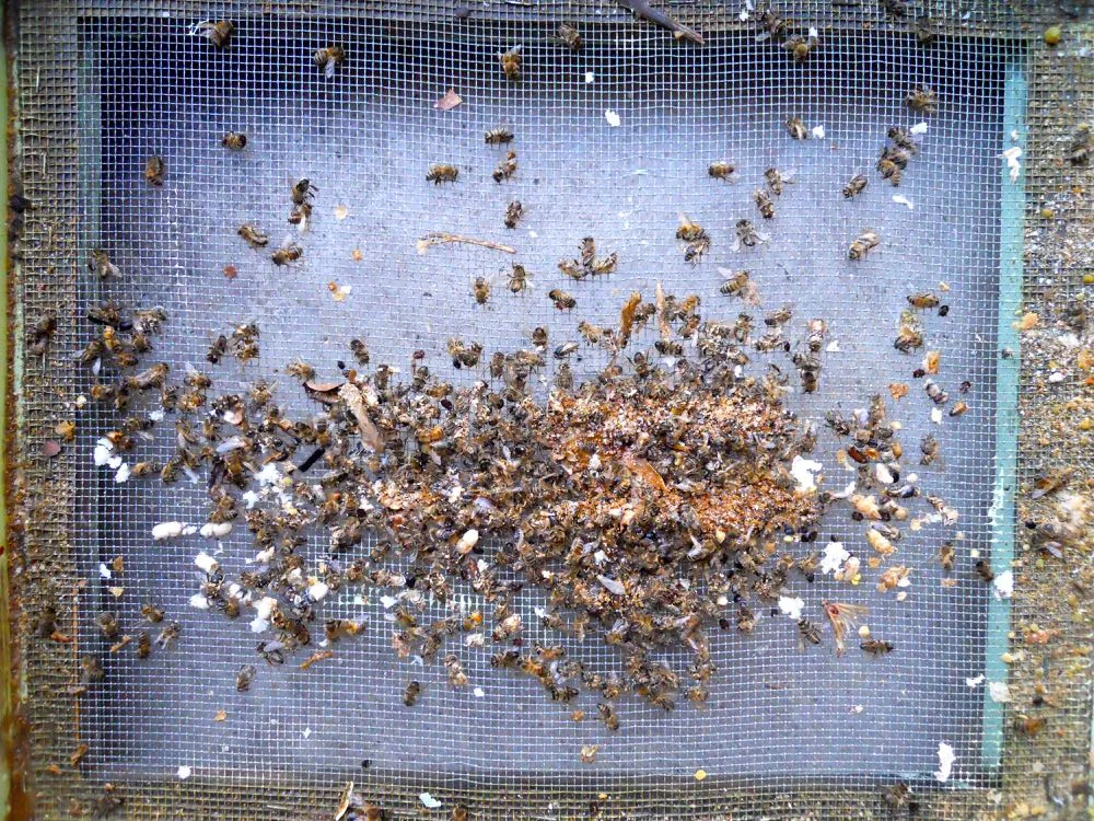 This is the debris I found at the bottom of one of my honeybee hives this spring.