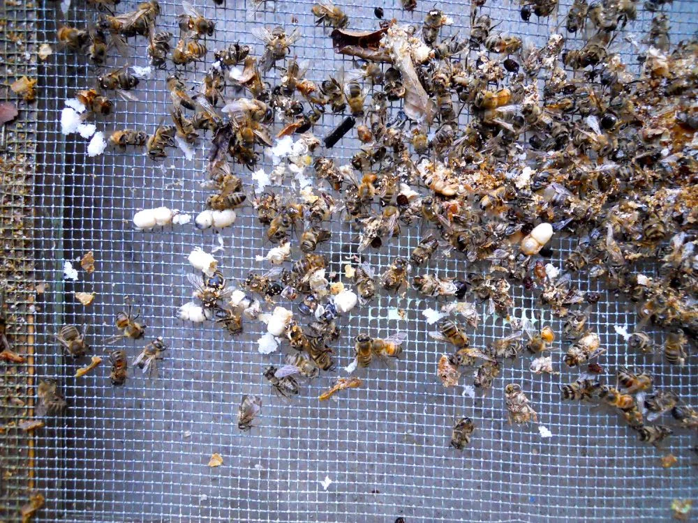 A closer look at the hive debris shows undeveloped white drone bodies.