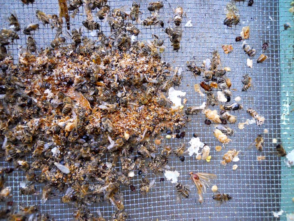What else do you see in this bottom of the hive debris, this is the debris on the right.