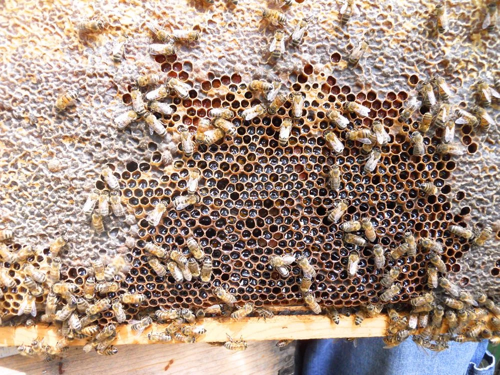 This brood frame has been filled with nectar, taking up all of the room where a queen could lay. (Photo by Charlotte Ekker Wiggins)