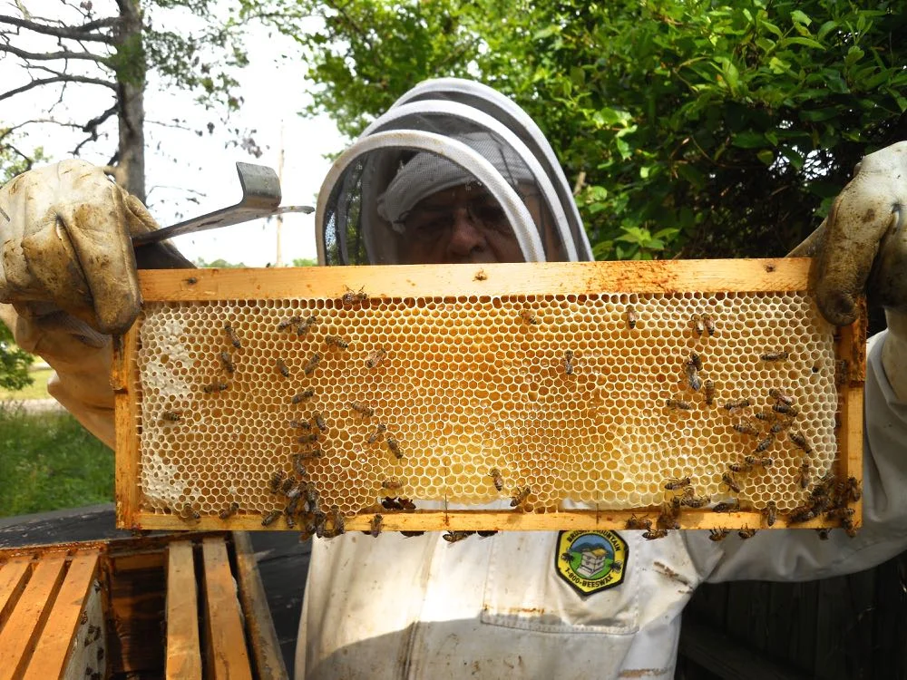 Frame packed full of nectar than can be moved to a top box and replaced with empty comb. (Photo by Charlotte Ekker Wiggins)