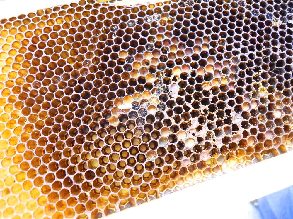 Frame with little to no activity except for signs of wax moths. Your colony is in trouble. (Photo by Charlotte Ekker Wiggins)