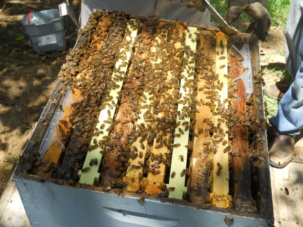 Brood box of a ten-frame hive with small hive beetle traps in each of the opposite corners. (Photo by Charlotte Ekker Wiggins)