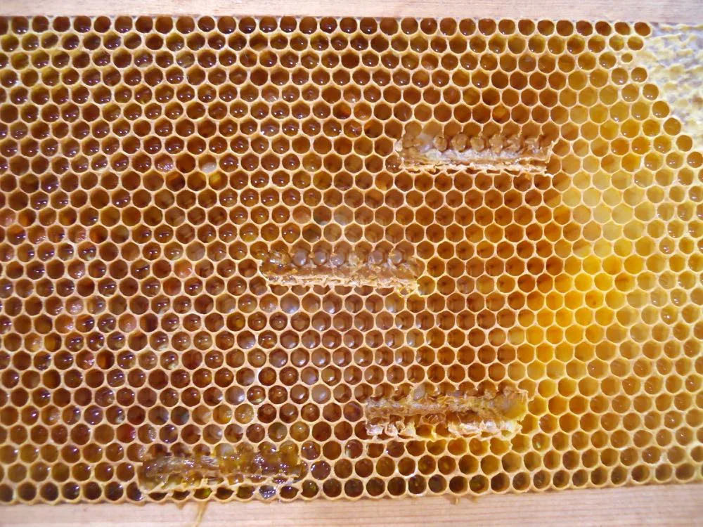 Several notches under 36-hour or less eggs on a wax frame.