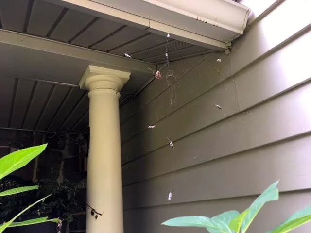 This garden spider has caught herself quite a number of honeybees close to my front porch.
