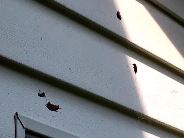 Once caught in the spider web, the spider spins a jacket around each bee to secure them.