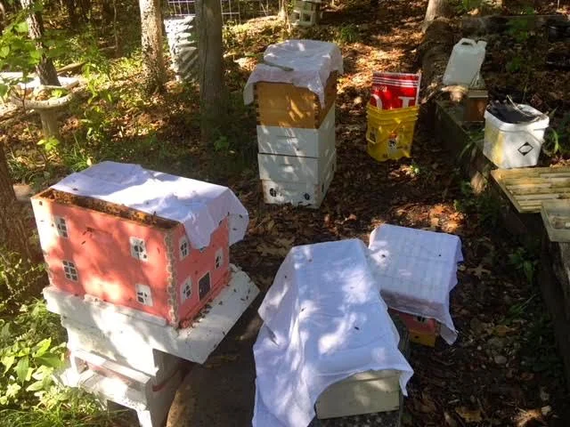 How I use muslin kitchen towels to keep my bees calm during a hive inspection.