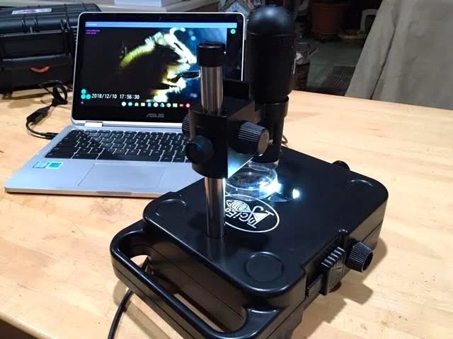 Getting a closeup of one of my honeybees on Lunchbox Viewer. (Photo by Charlotte Ekker Wiggins)