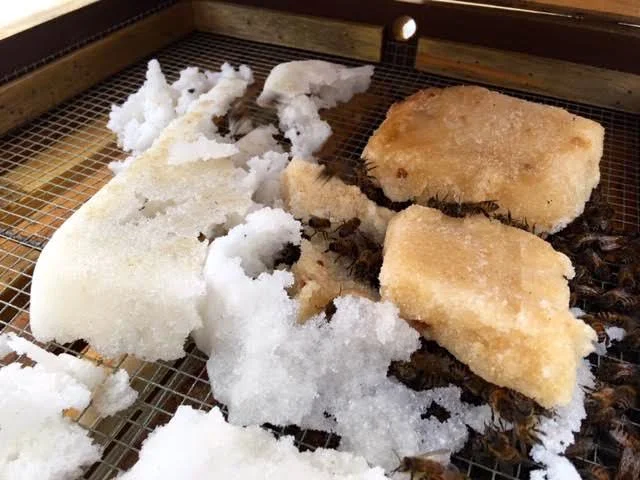 One of my colonies at the top of the hive on sugar cakes with protein substitute. (Photo by Charlotte Ekker Wiggins)