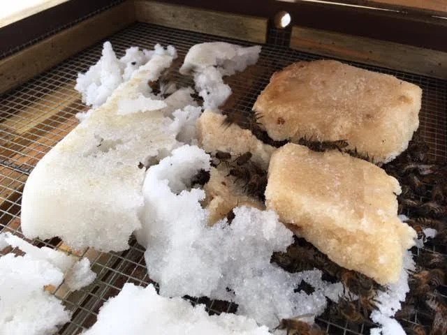 All sugar and sugar with pollen sugar cakes in one of my bee hives. (Photo by Charlotte Ekker Wiggins)