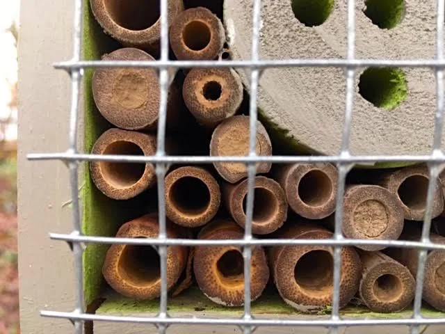 Native bees sealed into bamboo sticks in a native bee house. (Photo by Charlotte Ekker Wiggins)