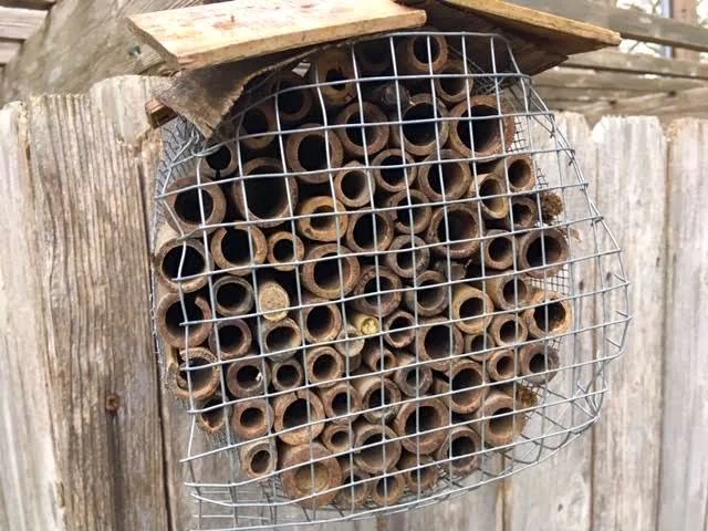 My first native bee house, a little worse for wear but still hosting tenants. (Photo by Charlotte Ekker Wiggins)