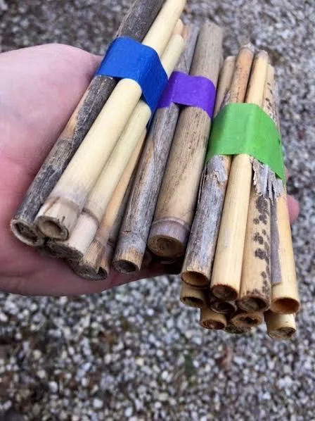 Native bees ready to add to native bee houses. (Photo by Charlotte Ekker Wiggins)