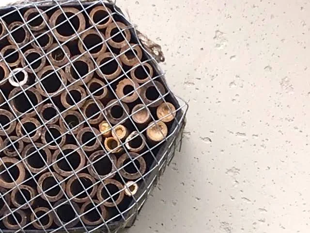 See the new bees on the right ready to hatch? (Photo by Charlotte Ekker Wiggins)