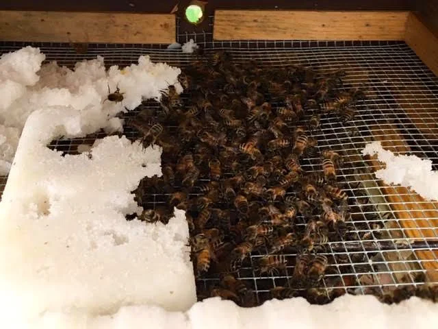 One of my honeybee colonies at the top of their hive on a rainy Missouri day. (Photo by Charlotte Ekker Wiggins)