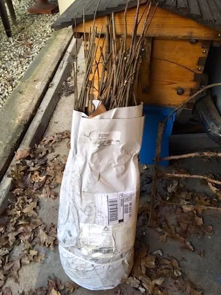 How seedlings were shipped from George O. White State Nursery. (Photo by Charlotte Ekker Wiggins)
