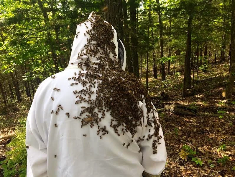 The back of my bee buddy after checking a hive. (Photo by Charlotte Ekker Wiggins)