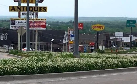 This island in a roundabout has a lovely crop of white clover. (Photo by Charlotte Ekker Wiggins)