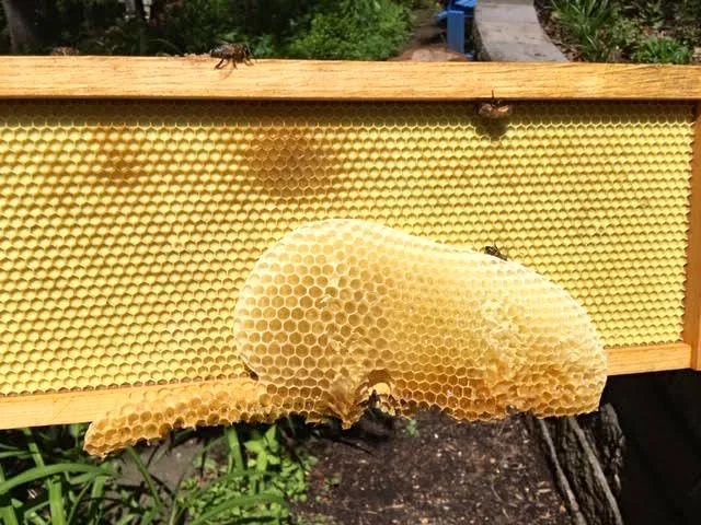 Another example of bees drawing comb away from frame. (Photo by Charlotte Ekker Wiggins)