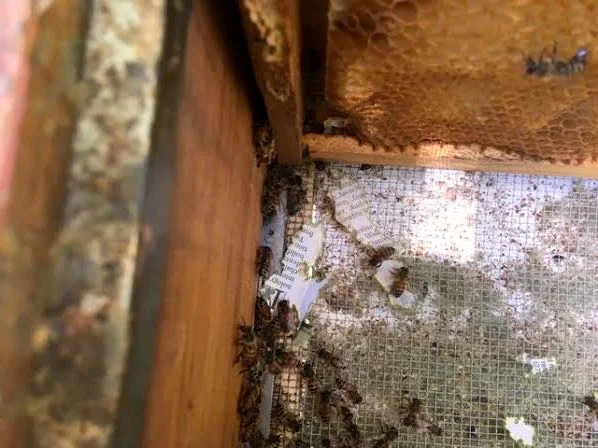 These worker bees are close to newspaper they were moving out of the hive. (Photo by Charlotte Ekker Wiggins)