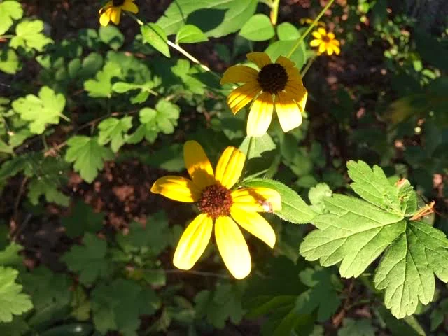 Late afternoon sun helps to explain why these are called brown-Eyed Susans. (Photo by Charlotte Ekker Wiggins)