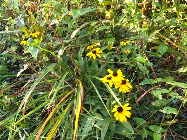 Black-Eyed Susans bloom continuously from July until frost. (Photo by Charlotte Ekker Wiggins)