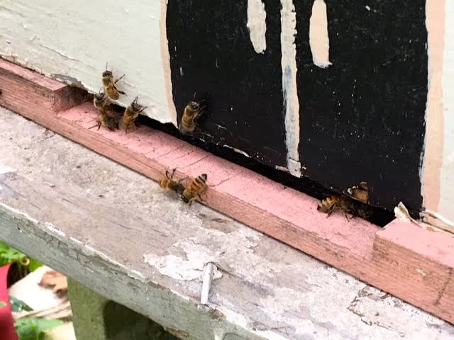 Honey bees at the entrance of one of my late summer nucs. (Photo by Charlotte Ekker Wiggins)