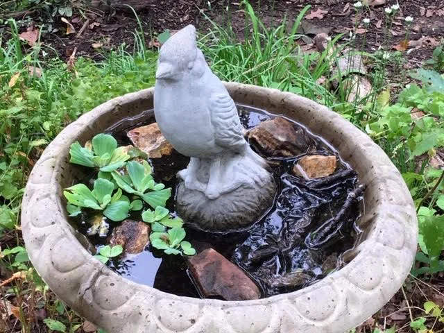 A honey bee uses water lettuce to safely collect water from one of my bird baths. (Photo by Charlotte Ekker Wiggins)