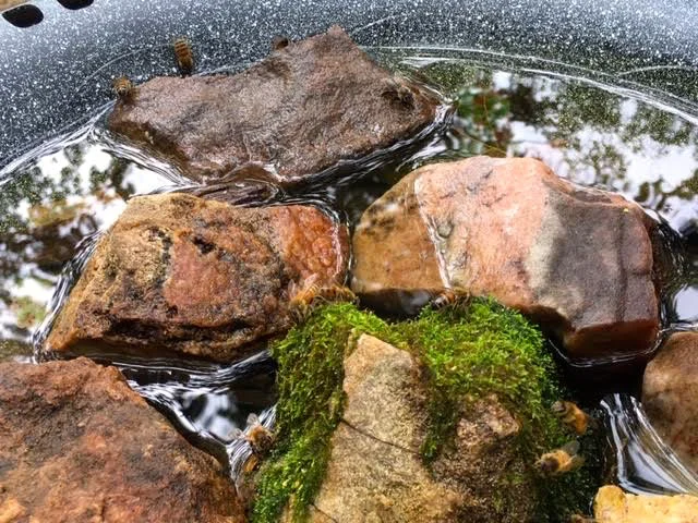 Honey bees on moss in one of my “bee bar” bird baths. (Photo by Charlotte Ekker Wiggins)