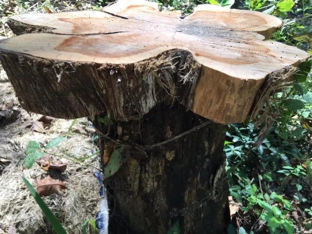 How to repurpose cut down trees to make smoker stands, especially beekeeping on a hillside. (Photo by Charlotte Ekker Wiggins)